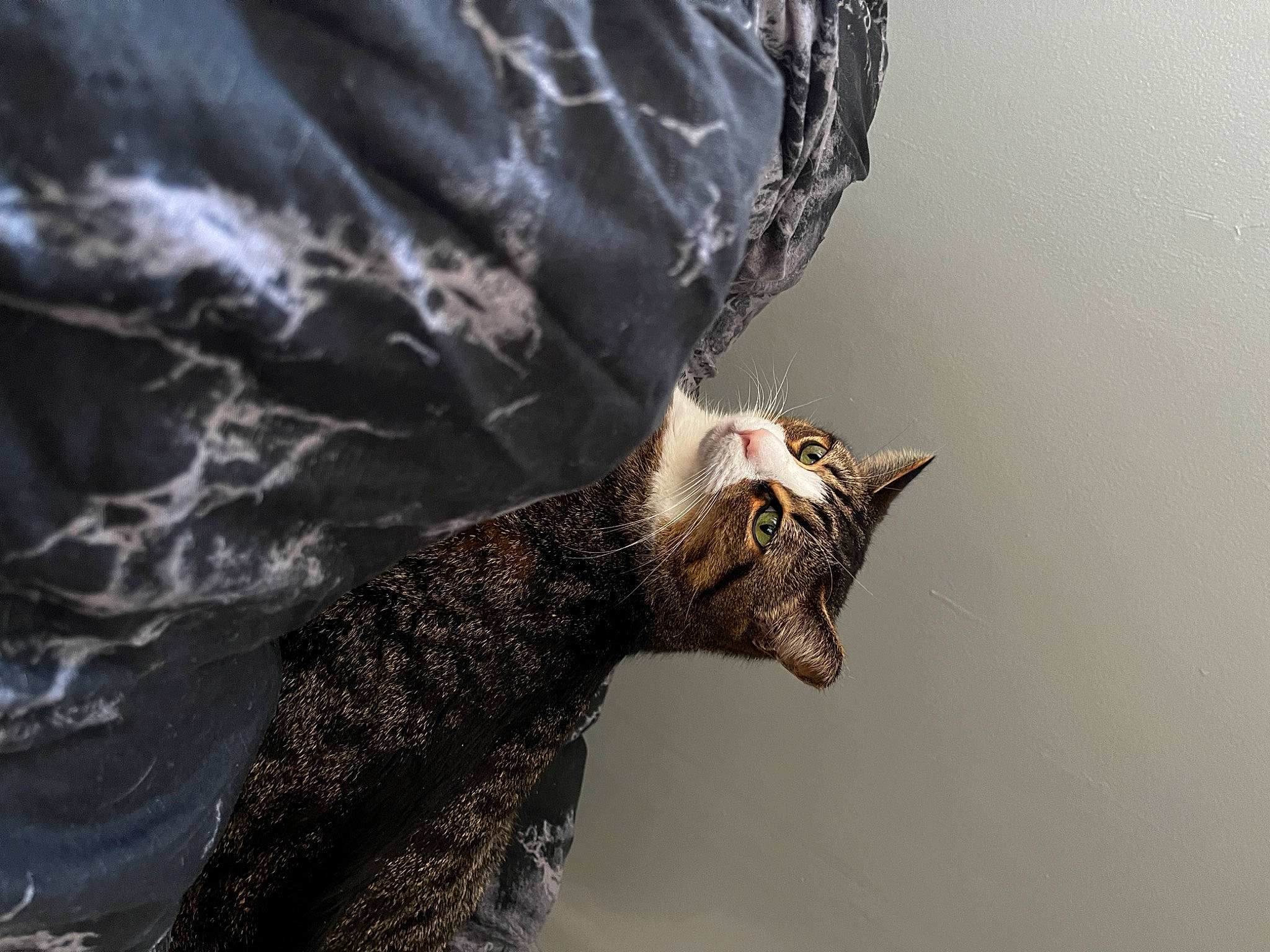 Momo joined the competition — help win amazing prizes! beak, bird_of_prey, carnivore, cat, claw, domestic_short_haired_cat, feather, felidae, fur, grey, paw, small_to_medium_sized_cats, snout, tail, terrestrial_animal, tree, water, whiskers, wildlife, wing