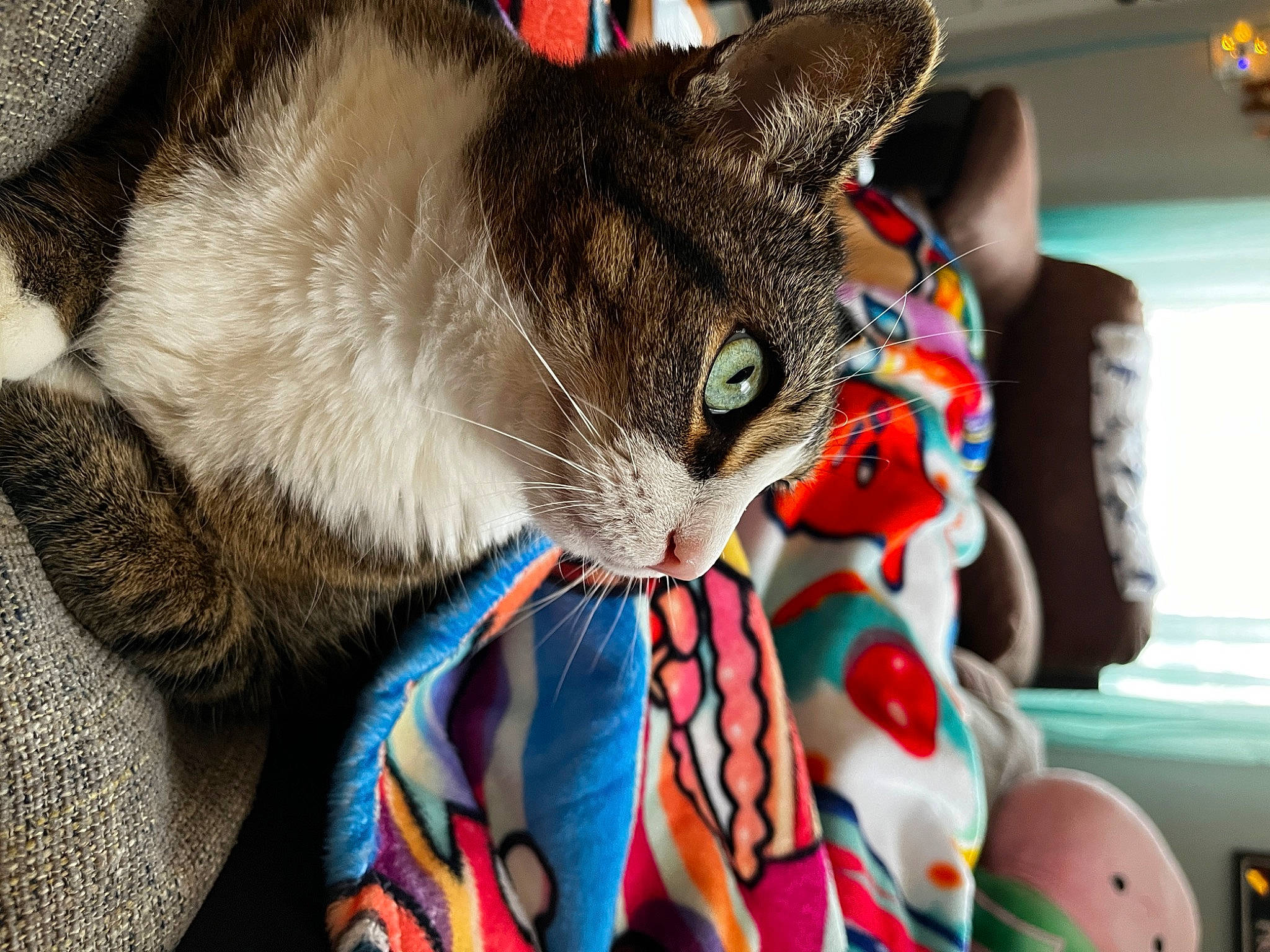 Momo is registered to the contest to win money with this photo: carnivore, cat, claw, collar, domestic_short_haired_cat, electric_blue, fawn, felidae, fur, pattern, paw, small_to_medium_sized_cats, snout, tree, whiskers