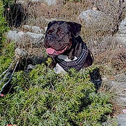 Etna a rejoint le concours — aidez-le/la à gagner de superbes lots ! animal, black_dog, bushes, canine, daylight, dog, fur, grass, greenery, happy, harness, muzzle, nature, outdoor, pet, rocks, smiling, sunlight, tongue_out, wildlife
