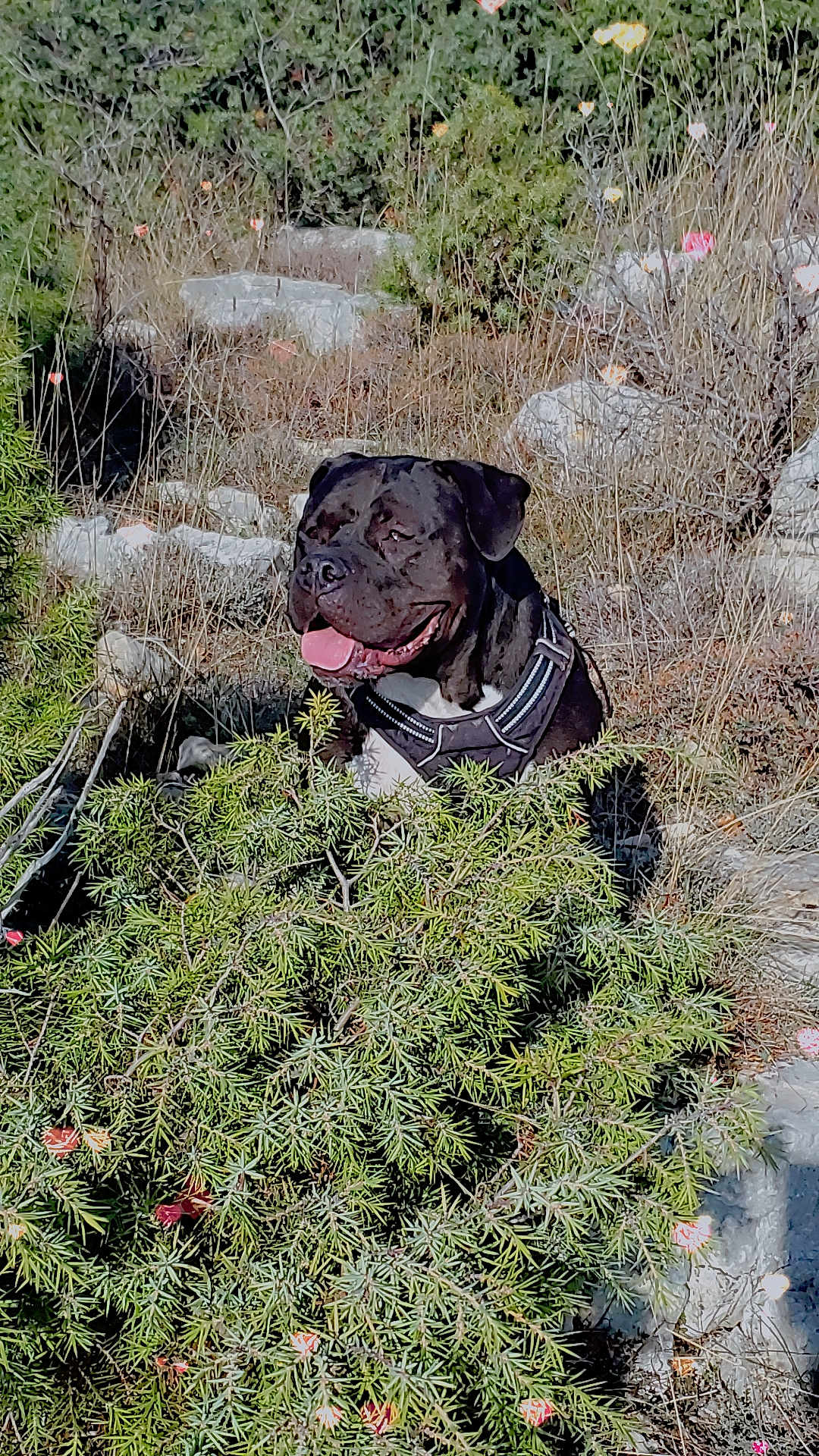Etna a rejoint le concours — aidez-le/la à gagner de superbes lots ! animal, black_dog, bushes, canine, daylight, dog, fur, grass, greenery, happy, harness, muzzle, nature, outdoor, pet, rocks, smiling, sunlight, tongue_out, wildlife