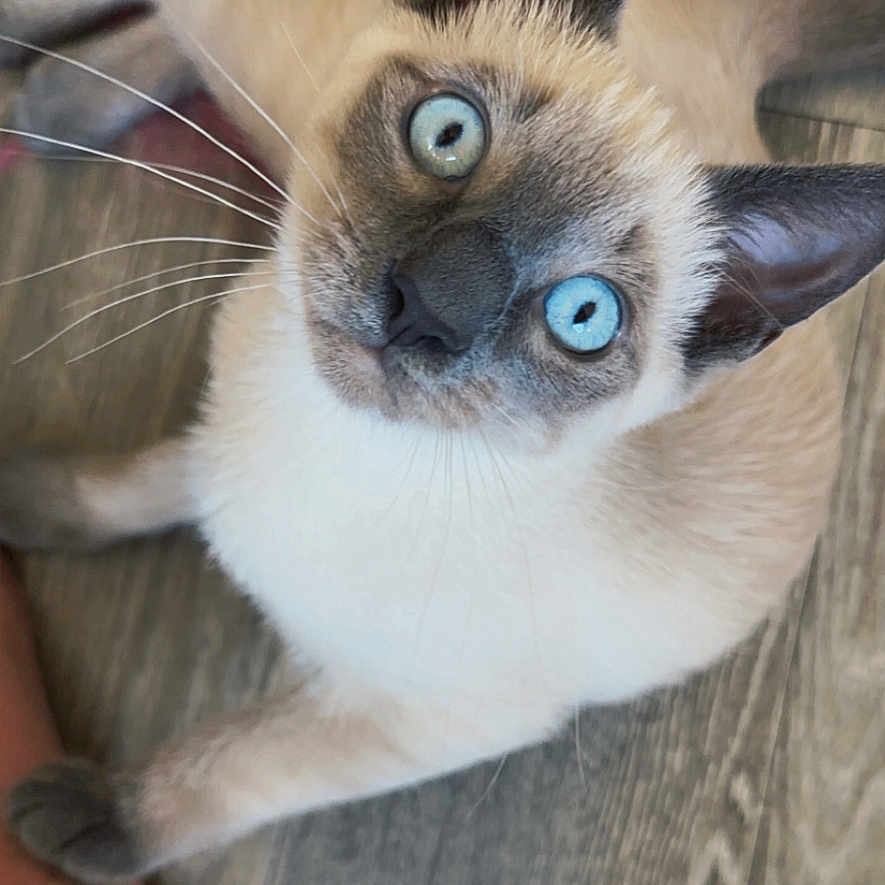 Everett is registered to the contest to win money with this photo: cat, siamese_cat, blue_eyes, pet, animal, feline, whiskers, ears, fur, curious, looking_up, floor, wooden_floor, domestic_animal, cute, indoor, close_up, face, paw, young_cat