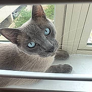 Everett is registered to the contest to win money with this photo: cat, gray_cat, blue_eyes, window, windowsill, blinds, pet, animal, indoor, curious, feline, whiskers, looking_up, resting, close_up, daylight, home, domestic_cat, portrait, quiet