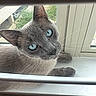 cat, gray_cat, blue_eyes, window, windowsill, blinds, pet, animal, indoor, curious, feline, whiskers, looking_up, resting, close_up, daylight, home, domestic_cat, portrait, quiet
