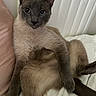 Everett is registered to the contest to win money with this photo: cat, siamese_cat, pet, indoor, relaxed, blue_eyes, feline, fur, whiskers, animal, couch, cushion, resting, looking, portrait, domestic_animal, cute, mammal, head, ears