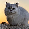 Missy a rejoint le concours — aidez-le/la à gagner de superbes lots ! cat, white_cat, fluffy, animal, pet, outdoor, sunset, hay_bale, fur, green_eyes, close_up, nature, soft_light, curious, mammal, whiskers, portrait, sitting, cute, domestic_animal