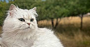 Missy a rejoint le concours — aidez-le/la à gagner de superbes lots ! cat, fluffy, white_cat, outdoor, nature, trees, sky, animal, pet, portrait, feline, grass, background_blur, close_up, whiskers, ears, fur, calm, majestic, daytime