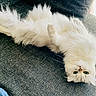 Missy participe au concours pour gagner de l'argent avec cette photo : cat, white_cat, fluffy, upside_down, green_eyes, couch, indoor, relaxed, pet, feline, fur, texture, home, cozy, animal, resting, curious, cute, soft, comfortable