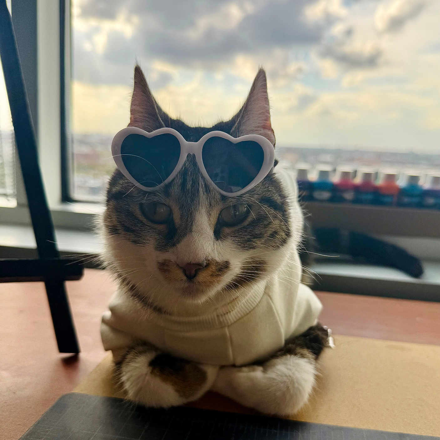Bella joined the competition — help win amazing prizes! accessory, animal, bottle, cat, cloudy_sky, cozy, cute, desk, fashion, feline, heart_shaped, indoor, pet, portrait, relaxed, sunglasses, sunlight, table, white_sweater, window