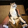 animal, carpet, cat, comfort, cute, domestic_animal, feline, fur, home, indoor, lap, legs, looking_up, person, pet, relaxed, resting, tabby_cat, whiskers, white_paws