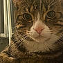 Milo is registered to the contest to win money with this photo: cat, tabby_cat, close_up, pet, animal, whiskers, fur, pink_nose, eyes, resting, indoor, carpet, mammal, cute, domestic_animal, feline, portrait, looking, face