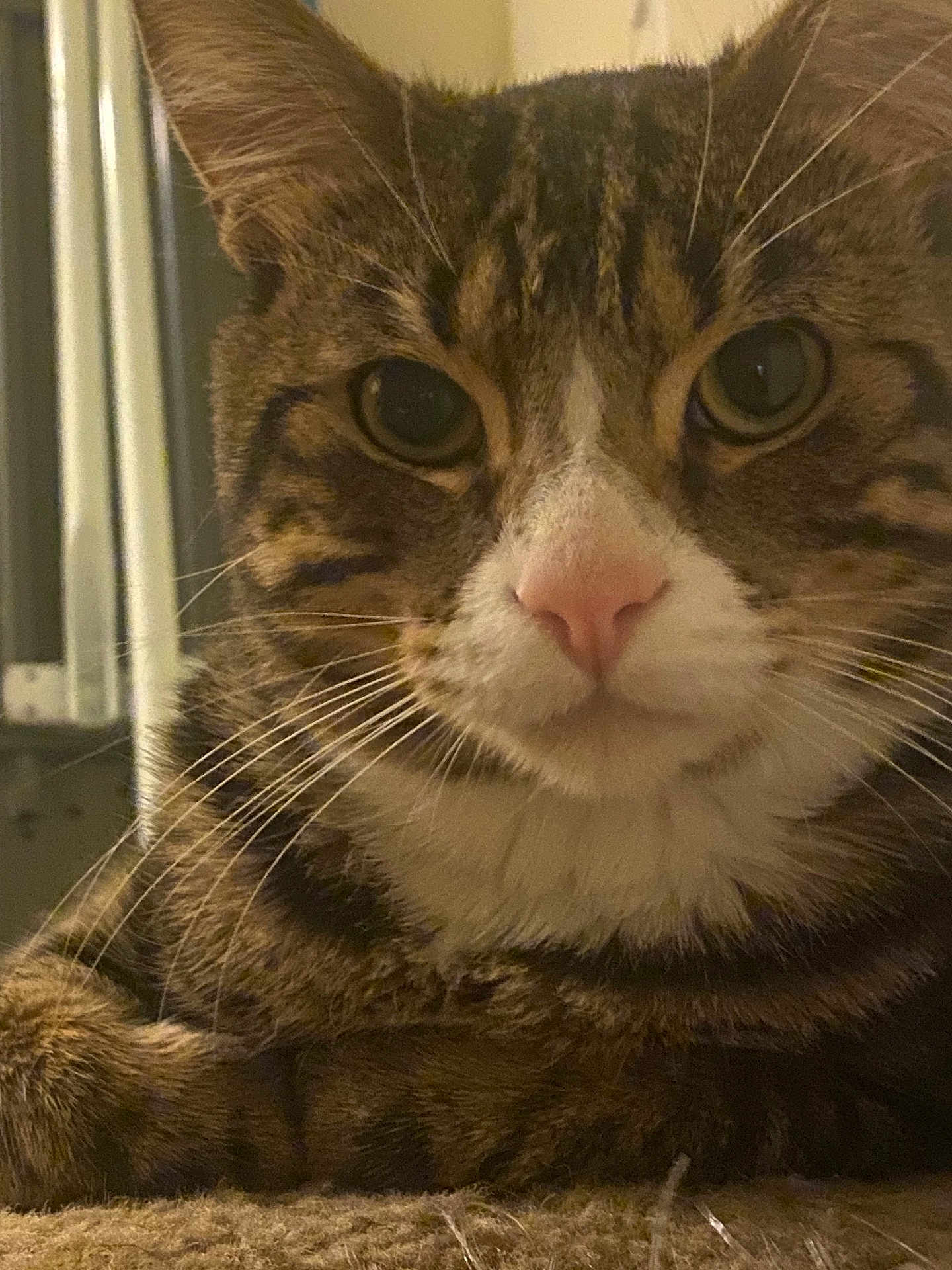 Milo