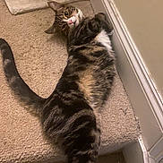 Milo is registered to the contest to win money with this photo: cat, tabby, white_paws, carpet, stairs, indoor, scratching_post, pet, animal, feline, relaxed, curious, looking, fur, striped, whiskers, tail, cute, home, cozy