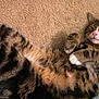 Milo is registered to the contest to win money with this photo: cat, tabby, fur, pet, animal, carpet, indoor, striped, whiskers, paws, cute, relaxed, mammal, domestic, feline, lying_down, curious, soft, white_markings, closeup