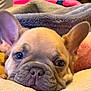 dog, puppy, french_bulldog, close_up, face, ears, blanket, resting, cute, pet, fur, snout, indoor, animal, sleepy, soft, adorable, nose, whiskers, expression