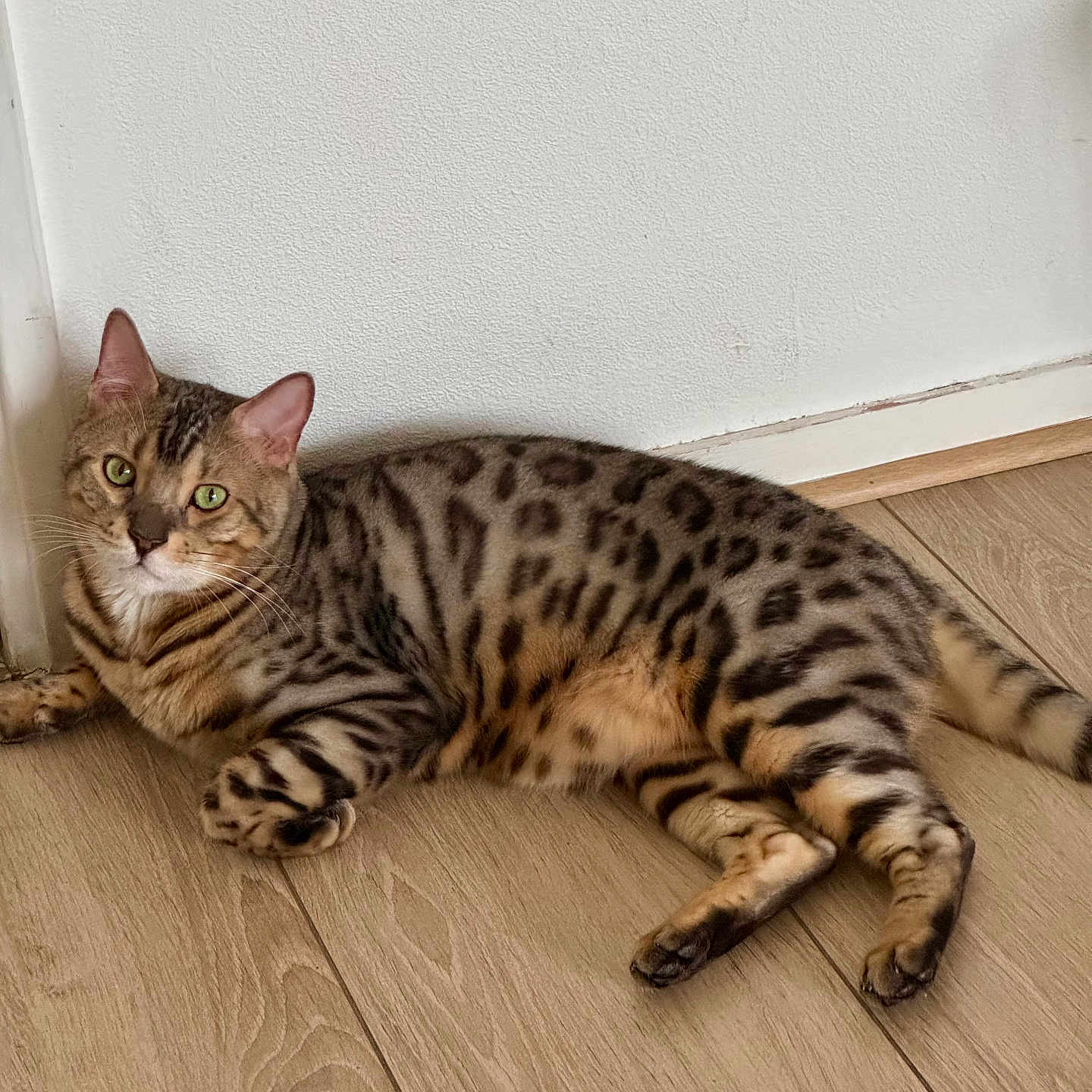 Stitch participe au concours pour gagner de l'argent avec cette photo : abyssinian, animal, cat, egyptiancat, hardwood, kitten, manx, ocelot, pet, wood