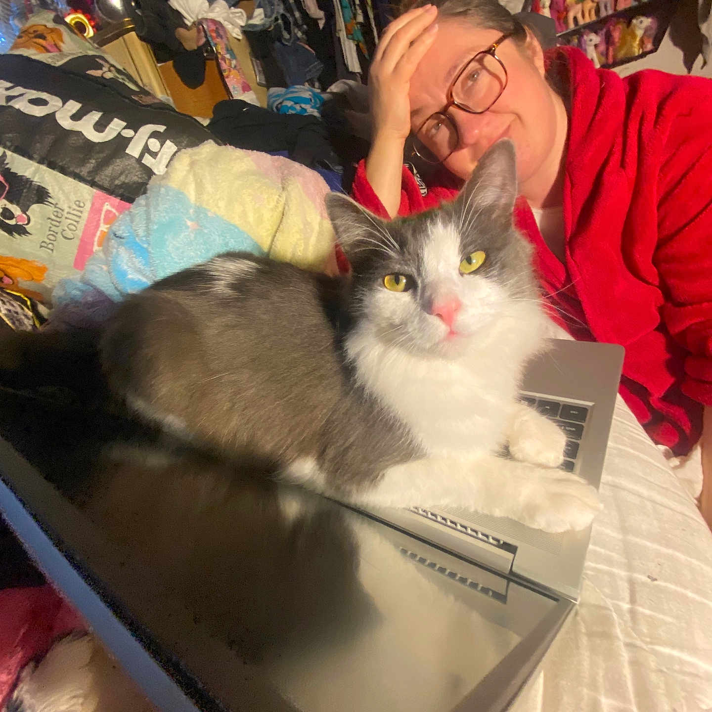 Shinning Armor is registered to the contest to win money with this photo: accessories, animal, bed, bedroom, cat, computer, electronics, face, furniture, glasses, head, indoors, kitten, laptop, pc, person, pet, photography, portrait, room