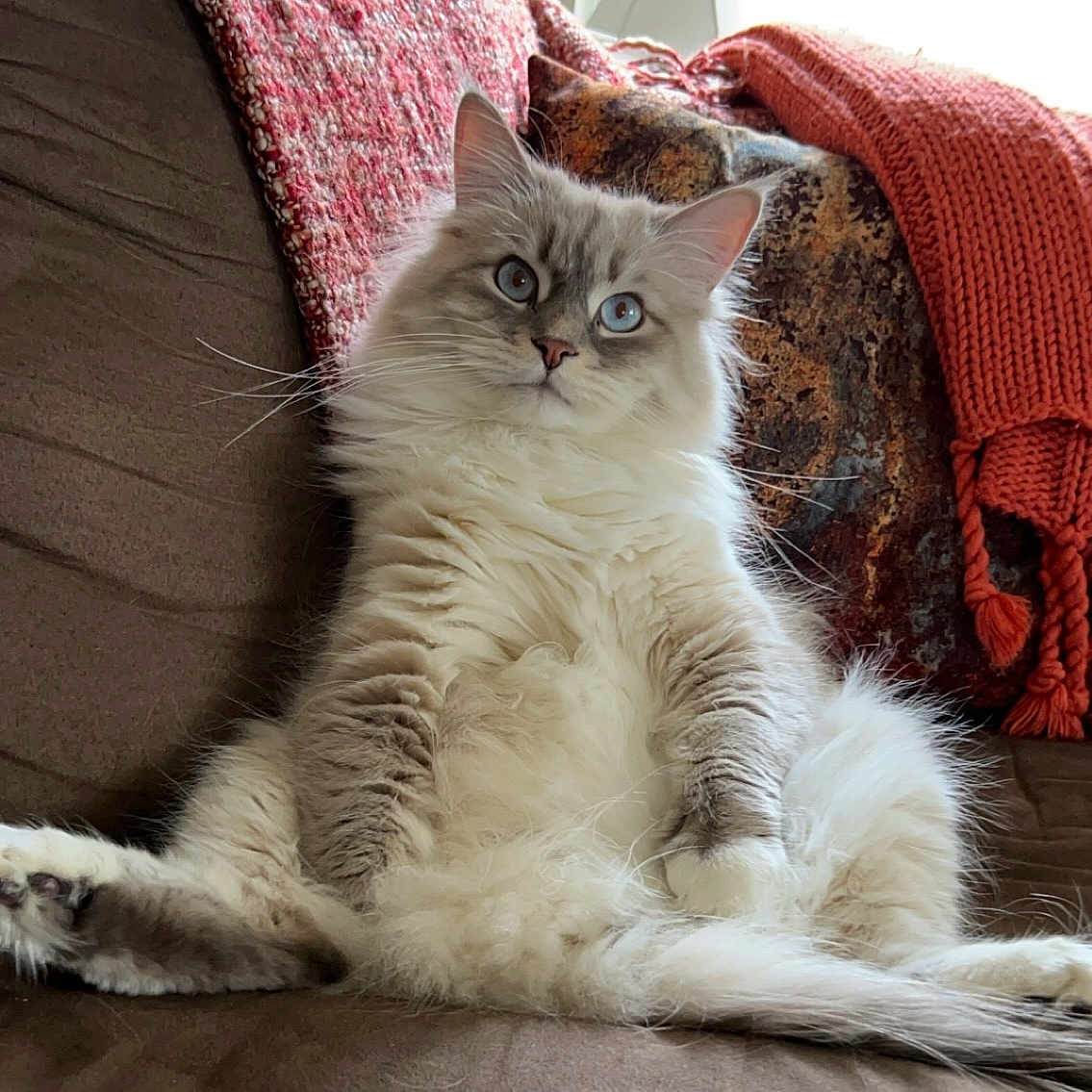 Gregers is registered to the contest to win money with this photo: angora, animal, architecture, armchair, blanket, building, cat, chair, couch, cushion, furniture, homedecor, indoors, kitten, linen, livingroom, manx, pet, room, siamese