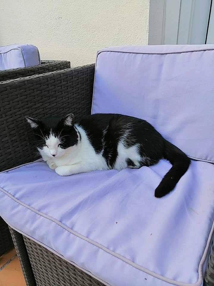 Memere participe au concours pour gagner de l'argent avec cette photo : black, blue, carnivore, cat, comfort, domestic_short_haired_cat, felidae, flooring, fur, hood, linens, rectangle, room, shipping_box, small_to_medium_sized_cats, table, tail, whiskers, white, window