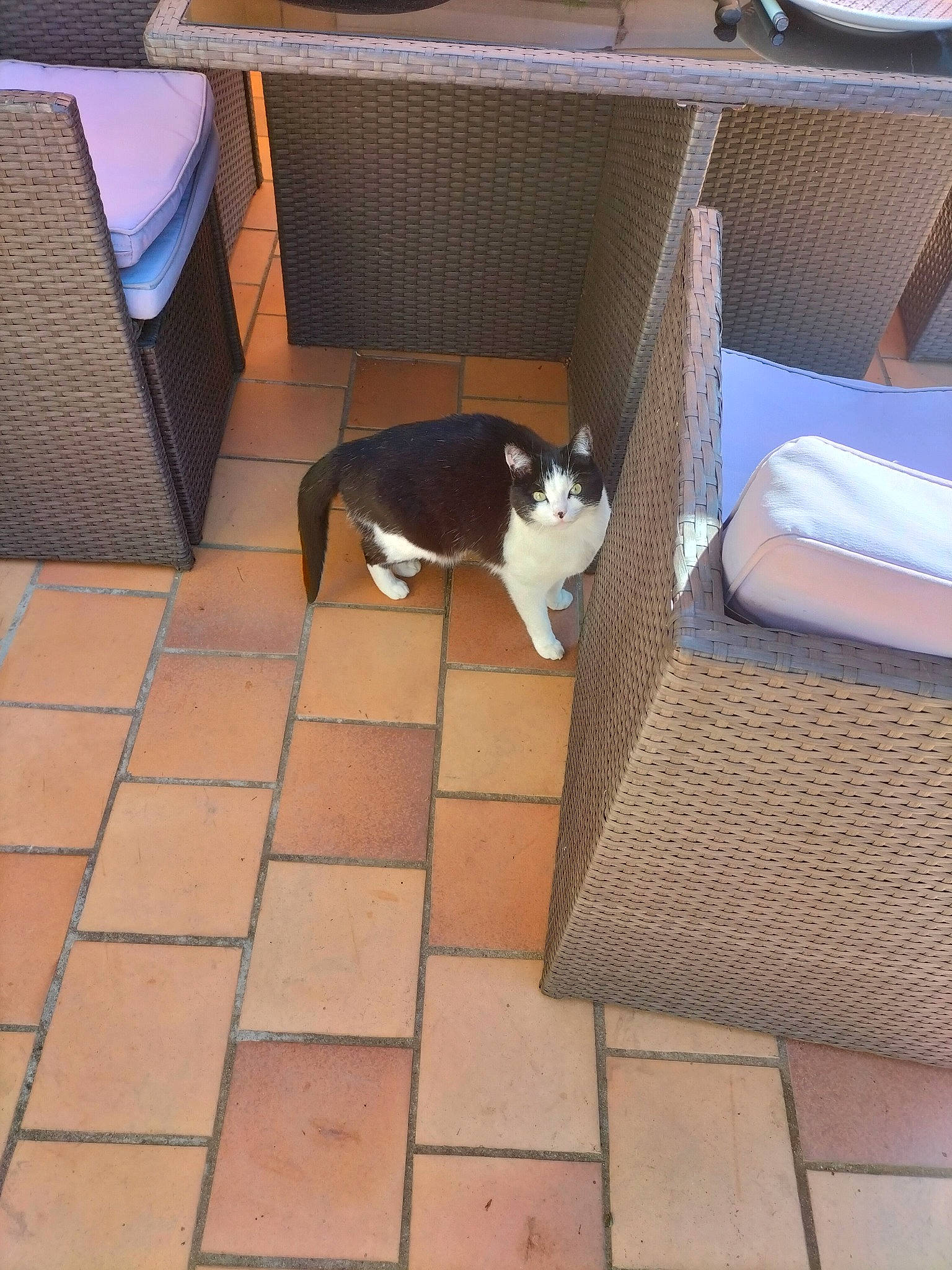 Memere participe au concours pour gagner de l'argent avec cette photo : brick, carnivore, cat, comfort, companion_dog, couch, fawn, felidae, floor, flooring, hardwood, living_room, rectangle, room, small_to_medium_sized_cats, table, tail, whiskers, window, wood