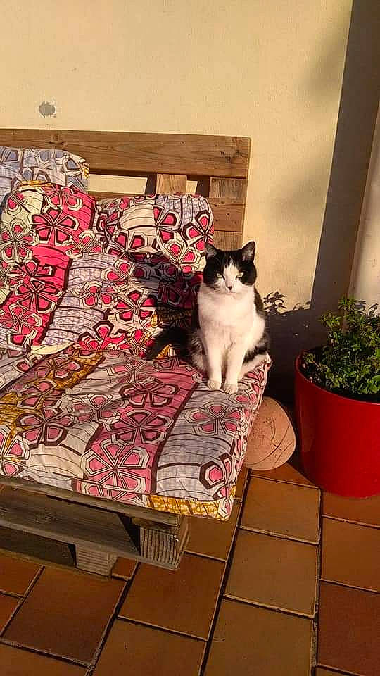 Memere participe au concours pour gagner de l'argent avec cette photo : carnivore, cat, domestic_short_haired_cat, felidae, floor, flooring, flowerpot, hardwood, houseplant, interior_design, outdoor_furniture, pattern, plant, sitting, small_to_medium_sized_cats, tail, textile, tree, whiskers, wood