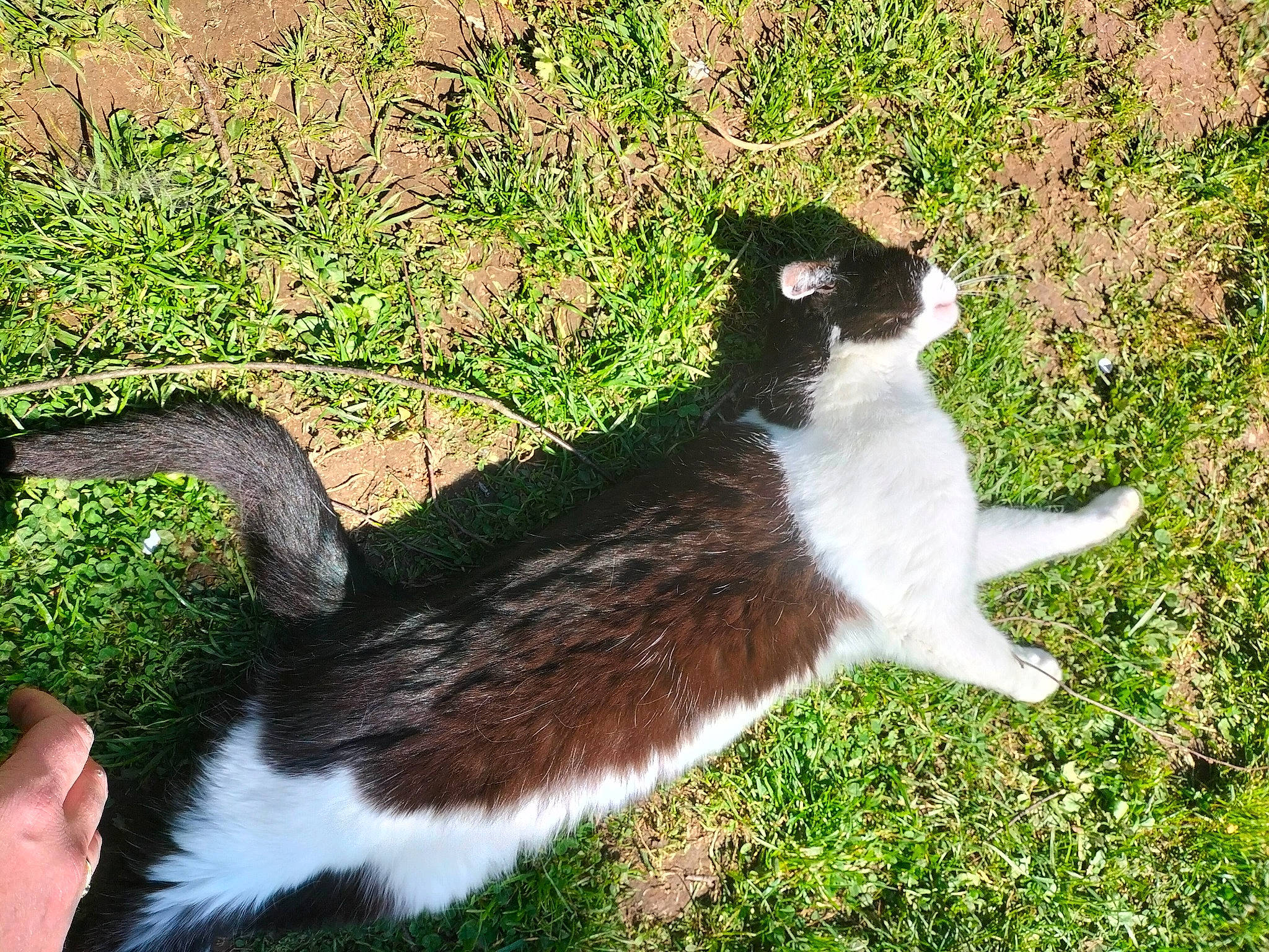 Memere a rejoint le concours — aidez-le/la à gagner de superbes lots ! carnivore, cat, dog_breed, domestic_short_haired_cat, felidae, fur, grass, groundcover, plant, small_to_medium_sized_cats, tail, terrestrial_animal, whiskers