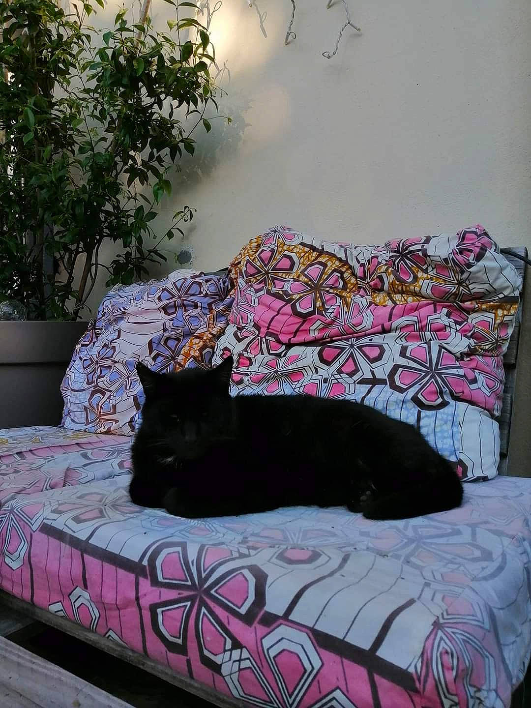 Balo a rejoint le concours — aidez-le/la à gagner de superbes lots ! bed, bedding, carnivore, cat, comfort, felidae, grass, grey, linens, magenta, morning, pattern, pet_supply, pink, plant, purple, small_to_medium_sized_cats, textile, tints_and_shades, whiskers