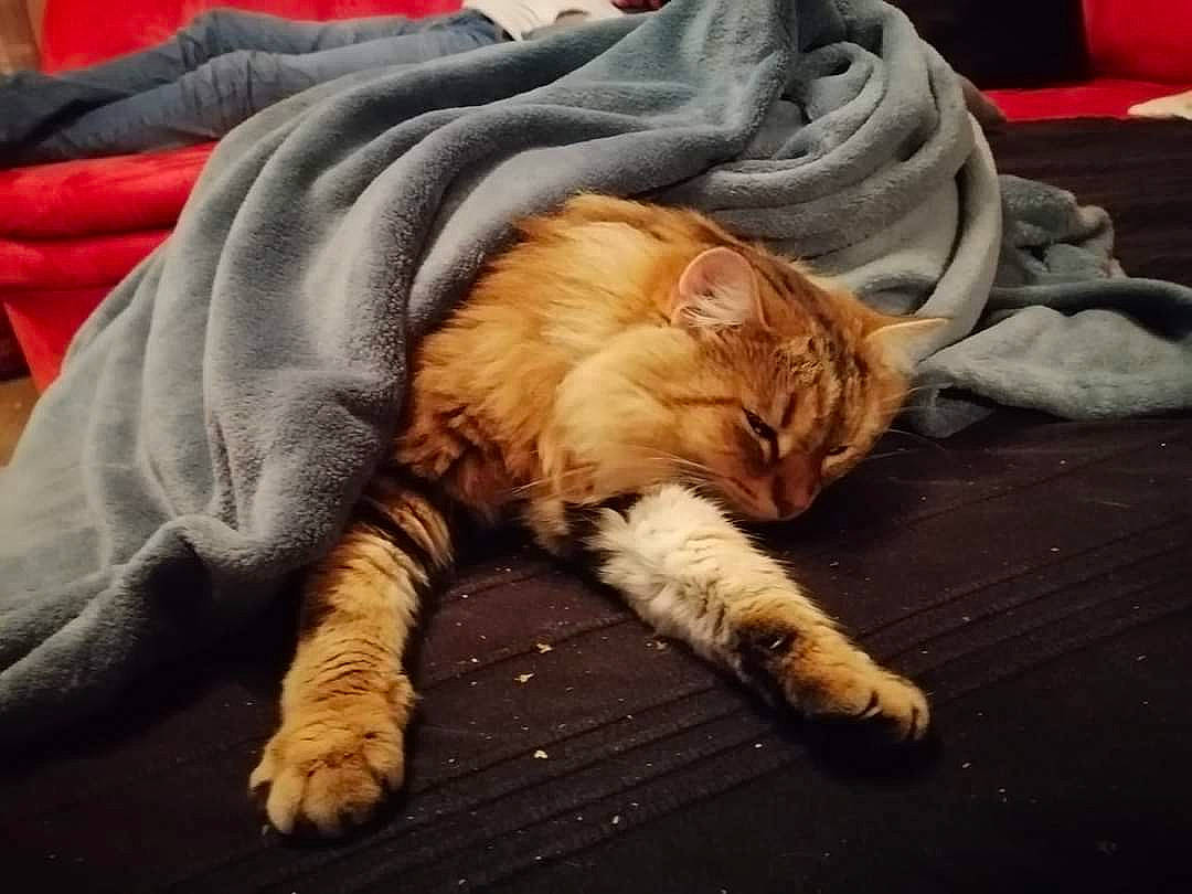 Chatouille participe au concours pour gagner de l'argent avec cette photo : bedding, carnivore, cat, cloud, comfort, companion_dog, domestic_short_haired_cat, felidae, flooring, fur, human_leg, linens, paw, sitting, small_to_medium_sized_cats, tail, terrestrial_animal, textile, whiskers, wood