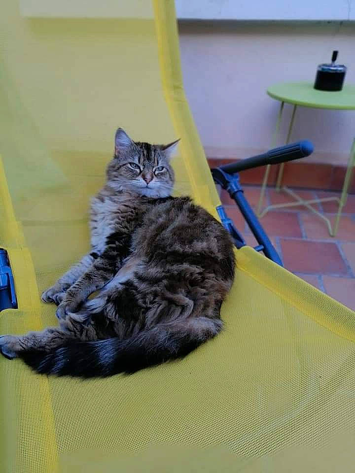 Chatouille a rejoint le concours — aidez-le/la à gagner de superbes lots ! black_cat, carnivore, cat, chair, claw, comfort, domestic_short_haired_cat, felidae, flooring, fur, grey, hardwood, linens, paw, plant, room, small_to_medium_sized_cats, tail, whiskers, wood