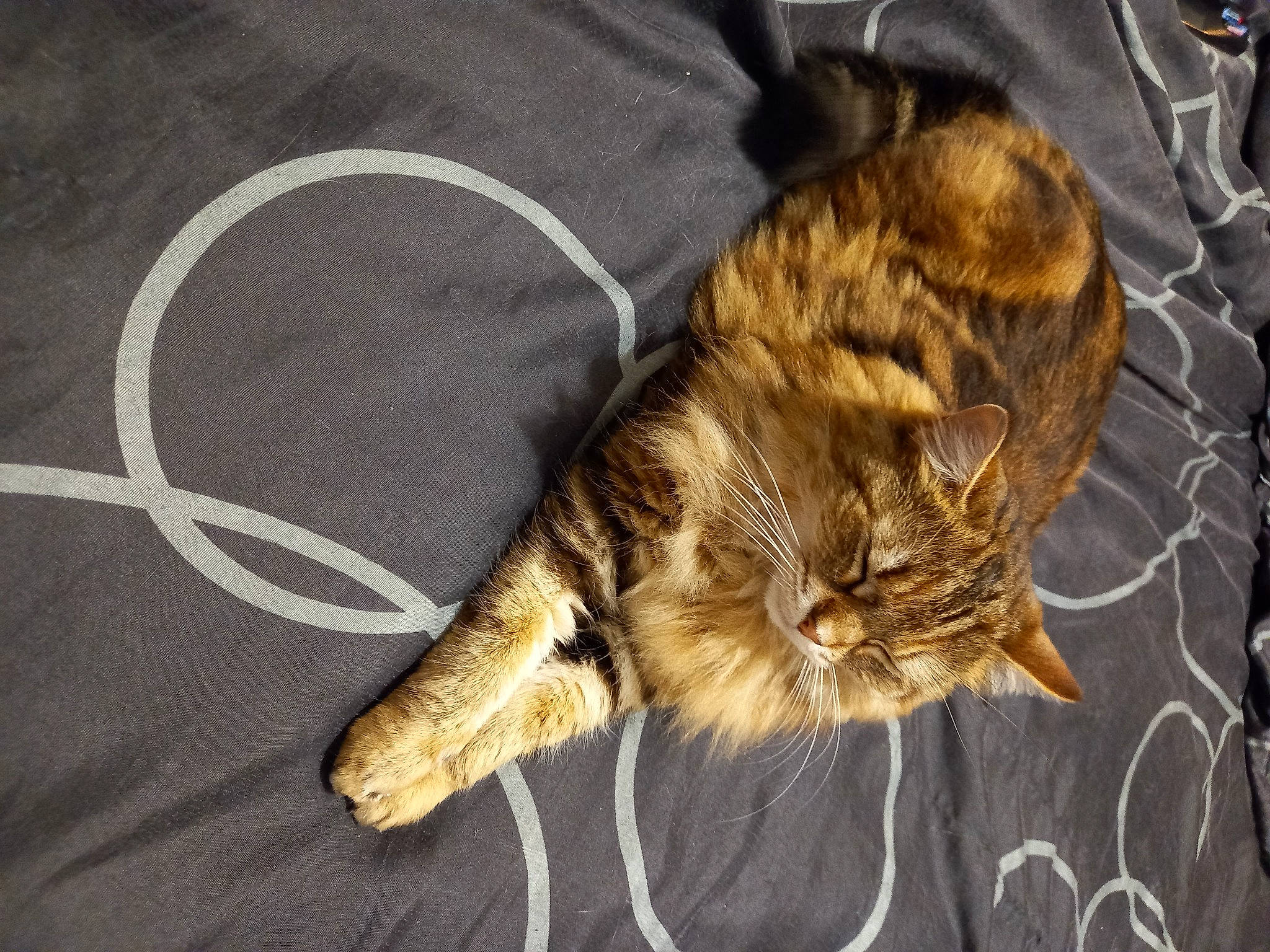 Chatouille participe au concours pour gagner de l'argent avec cette photo : carnivore, cat, claw, comfort, domestic_short_haired_cat, fawn, felidae, fur, grass, linens, paw, small_to_medium_sized_cats, tail, terrestrial_animal, whiskers, wood