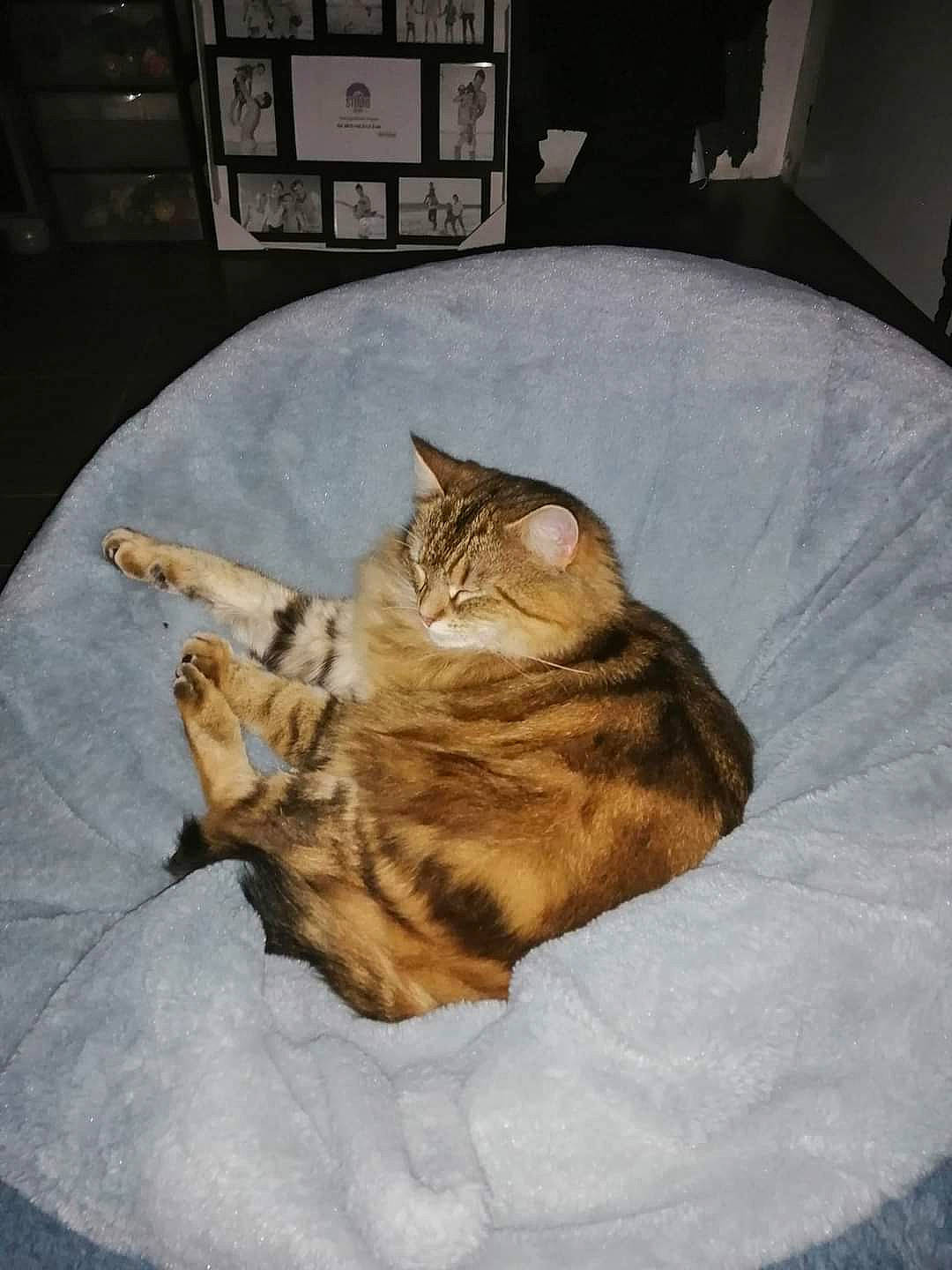 Chatouille participe au concours pour gagner de l'argent avec cette photo : carnivore, cat, claw, comfort, couch, domestic_short_haired_cat, fawn, felidae, flooring, fur, paw, picture_frame, room, small_to_medium_sized_cats, snout, tail, terrestrial_animal, vertebrate, whiskers, wood