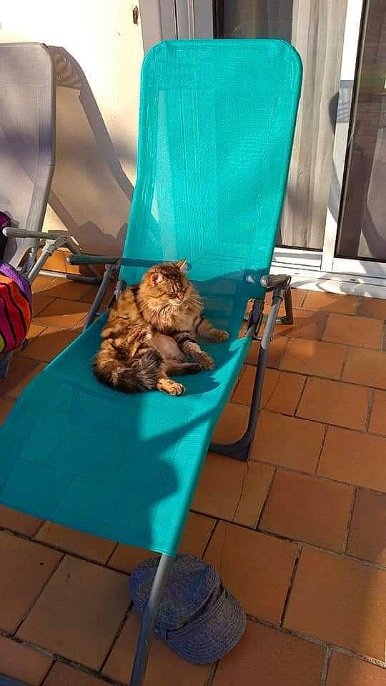 Chatouille a rejoint le concours — aidez-le/la à gagner de superbes lots ! armrest, blue, carnivore, cat, chair, comfort, companion_dog, electric_blue, felidae, flooring, human_leg, leisure, outdoor_furniture, room, sandal, sitting, small_to_medium_sized_cats, sporting_group, thigh, wood