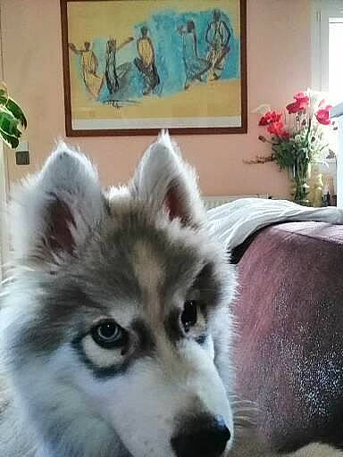 Ulma a rejoint le concours — aidez-le/la à gagner de superbes lots ! ancient_dog_breeds, canidae, canis, carnivore, companion_dog, dog, dog_breed, flower, flowerpot, fur, houseplant, miniature_siberian_husky, picture_frame, plant, sled_dog, sporting_group, terrestrial_animal, whiskers, working_animal, working_dog