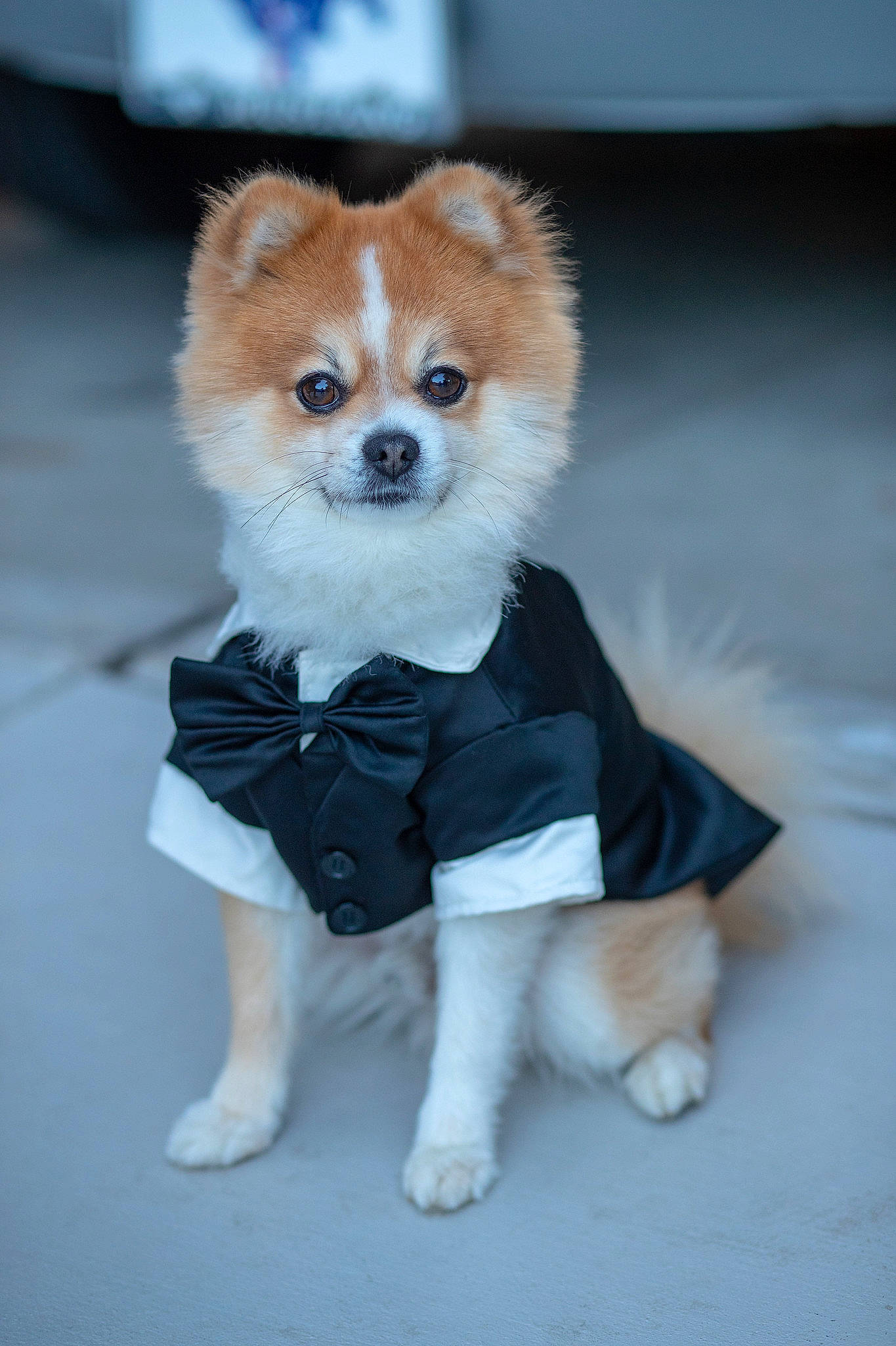 Rocky joined the competition — help win amazing prizes! canidae, carnivore, companion_dog, dog, dog_breed, dog_clothes, dog_supply, fawn, floor, fur, natural_material, non_sporting_group, pet_supply, puppy, snout, sporting_group, tail, toy_dog, whiskers, working_animal