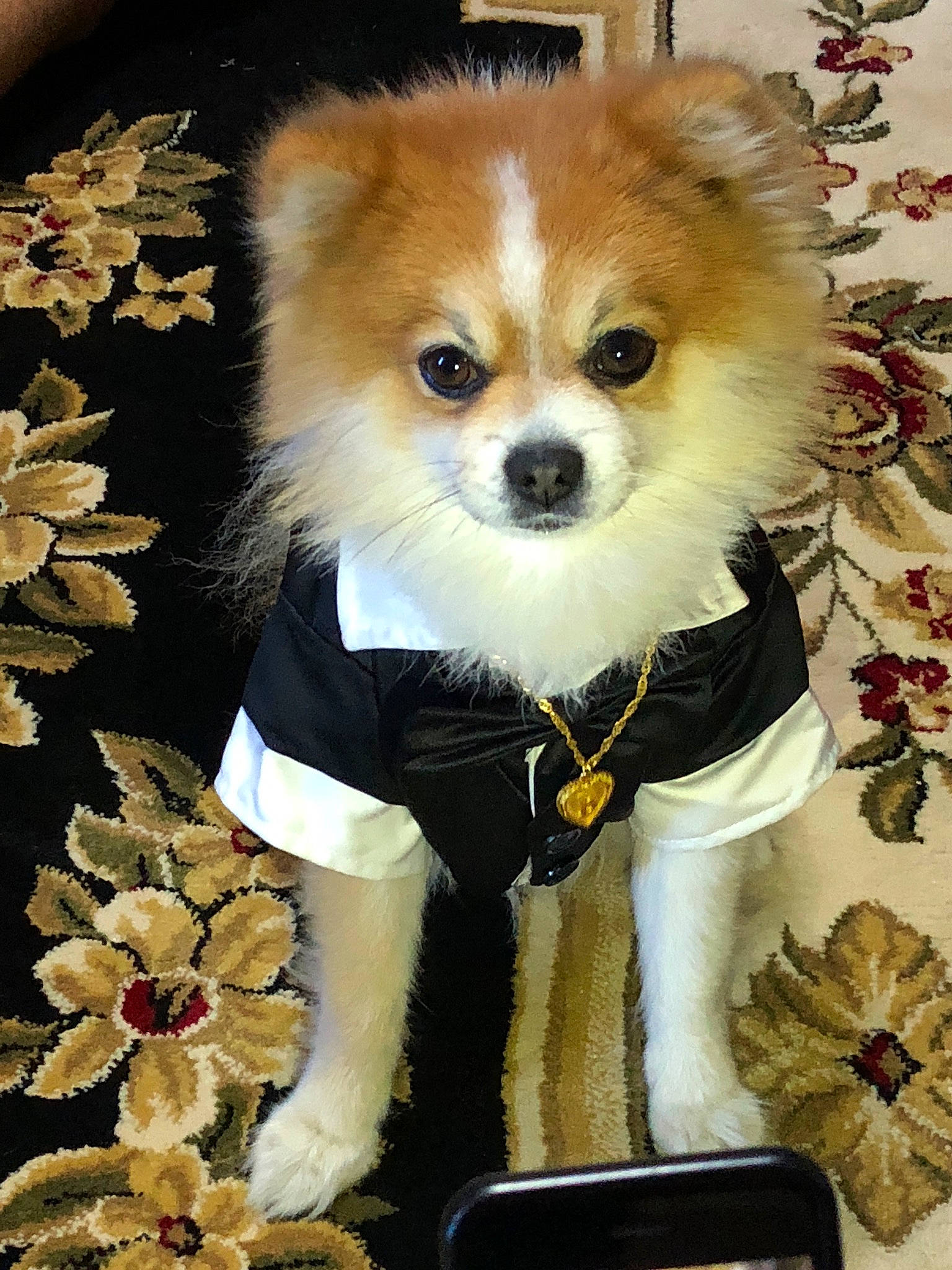 Rocky joined the competition — help win amazing prizes! canidae, carnivore, companion_dog, corgi_chihuahua, dog, dog_breed, dog_clothes, dog_supply, fashion_accessory, fawn, fur, german_spitz, german_spitz_klein, pet_supply, plant, snout, sporting_group, toy_dog, whiskers, working_animal
