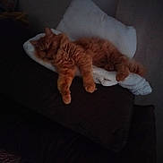 Pepito participe au concours pour gagner de l'argent avec cette photo : cat, orange_cat, sleeping, pillow, cushion, furniture, indoor, cozy, pet, fur, resting, animal, relaxation, soft, nap, cute, domestic_cat, whiskers, tail, quiet