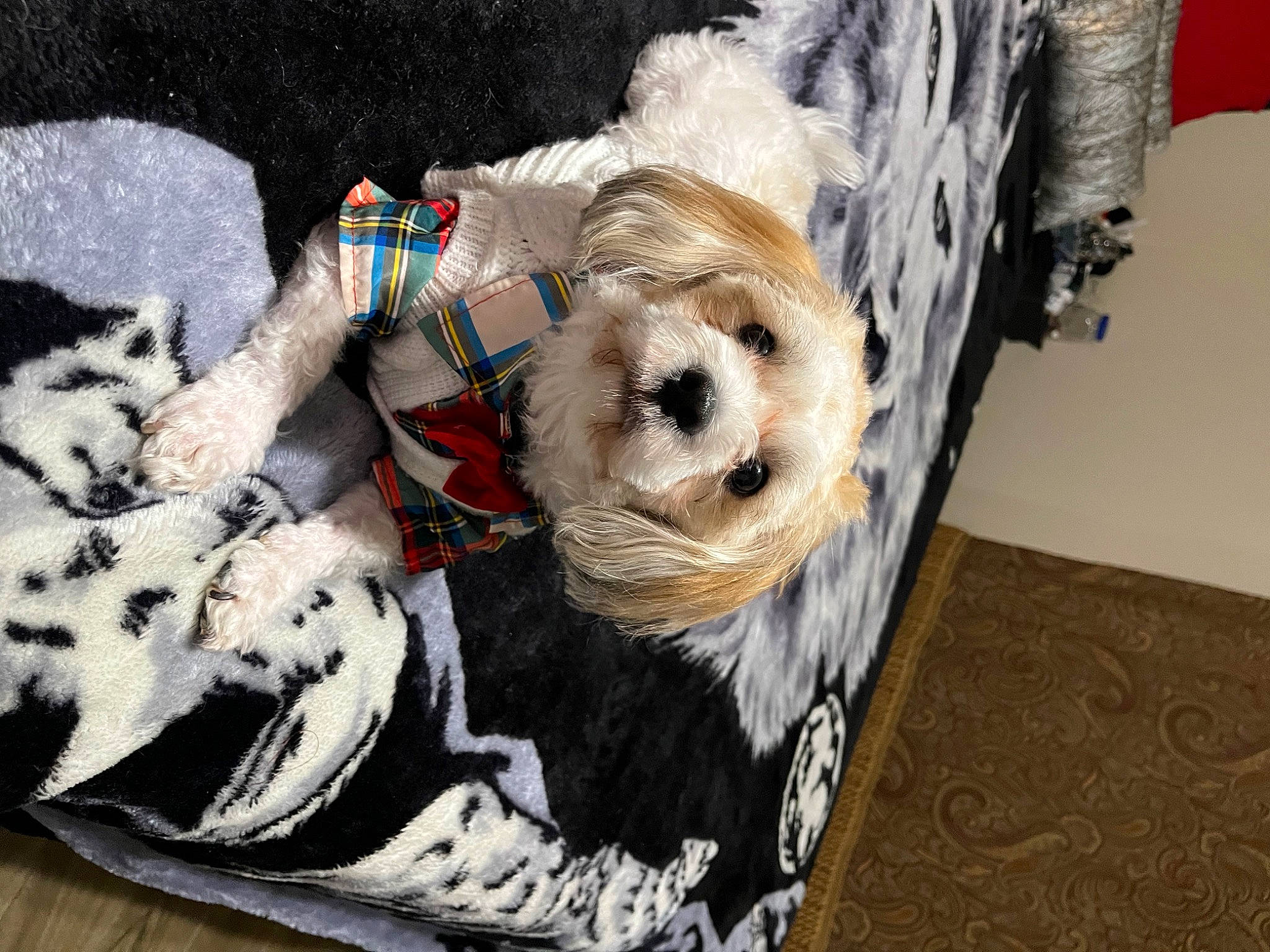 Charlie joined the competition — help win amazing prizes! canidae, carnivore, collar, companion_dog, dog, dog_breed, dog_clothes, dog_collar, dog_supply, fawn, fur, maltepoo, pet_supply, small_terrier, snout, sporting_group, terrier, toy, toy_dog, working_animal