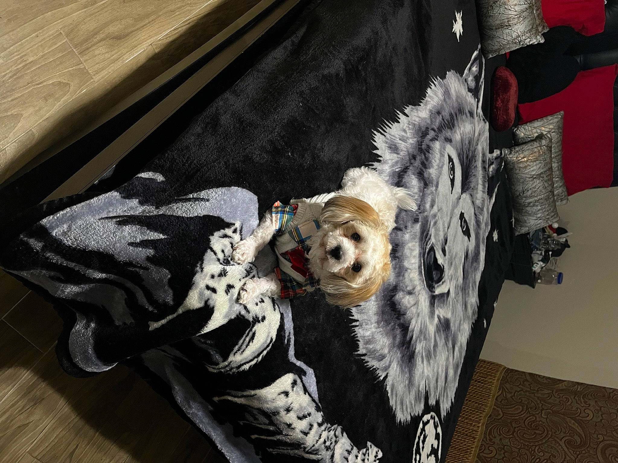 Charlie is registered to the contest to win money with this photo: baby_carriage, canidae, carnivore, companion_dog, dog, dog_breed, dog_clothes, dog_supply, eyewear, fawn, goggles, leash, personal_protective_equipment, pet_supply, snout, sporting_group, stuffed_toy, toy, toy_dog, working_animal