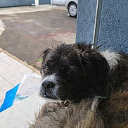 Narco participe au concours pour gagner de l'argent avec cette photo : dog, wet_fur, fluffy, outdoor, driveway, car, blue_wall, resting, closeup, brown_fur, white_fur, side_view, expression, pet, animal, curious, portrait, pavement, garden, collar