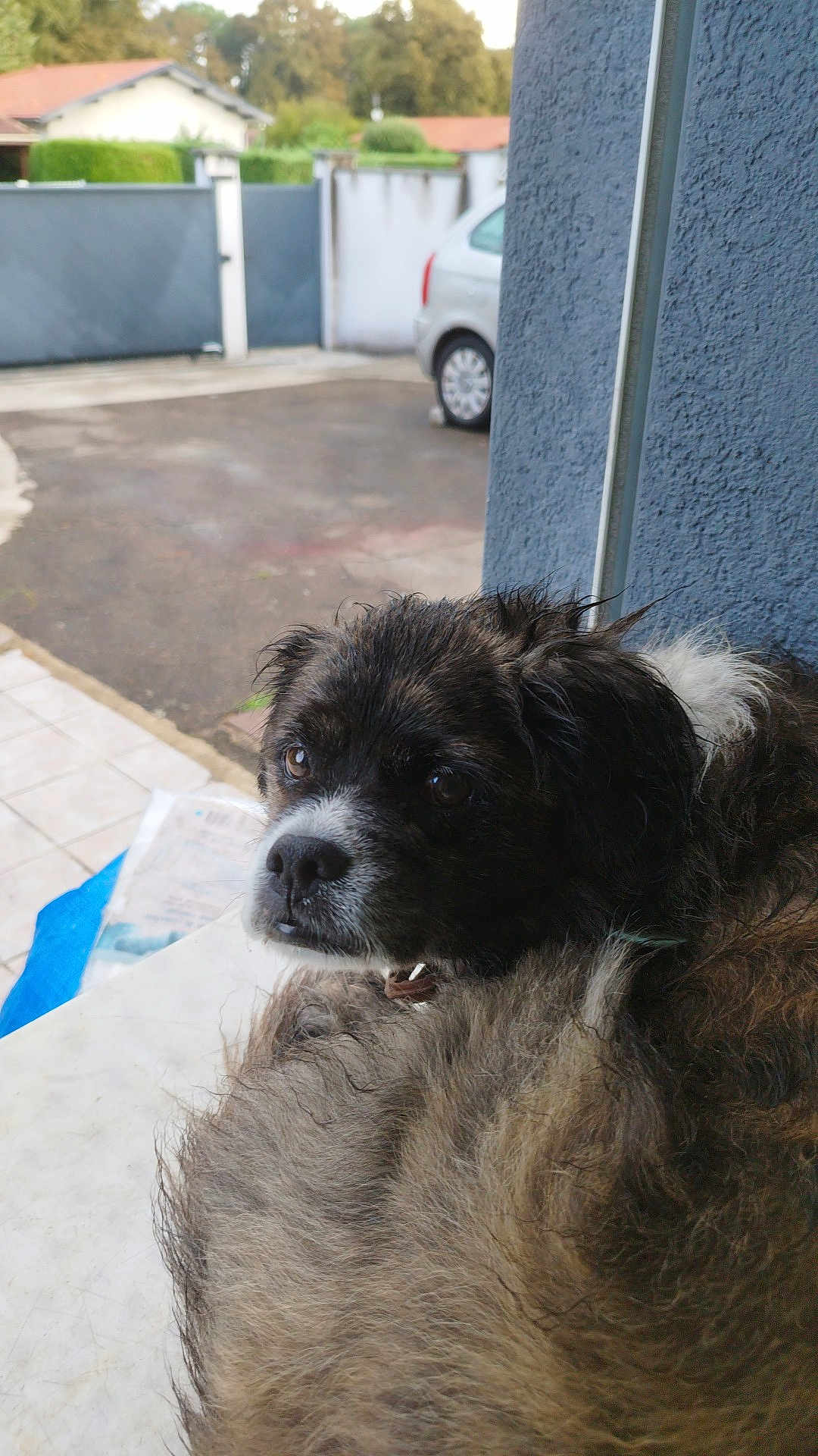Narco participe au concours pour gagner de l'argent avec cette photo : dog, wet_fur, fluffy, outdoor, driveway, car, blue_wall, resting, closeup, brown_fur, white_fur, side_view, expression, pet, animal, curious, portrait, pavement, garden, collar