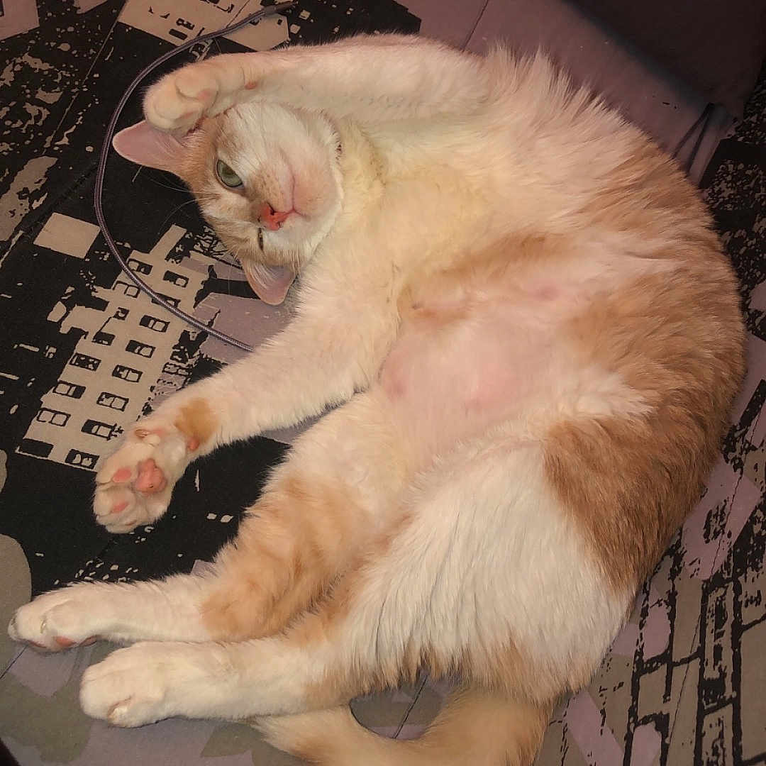 Tigrou participe au concours pour gagner de l'argent avec cette photo : animal, cat, couch, cozy, cute, domestic_cat, fur, indoor, mammal, orange_and_white, patterned_couch, paw, pet, playful, relaxed, resting, sleepy, stretching, tail, whiskers