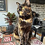 cat, tortoiseshell_cat, tablecloth, clock_pattern, exit_sign, indoor, plant, potted_plant, kitchen, brick_wall, shelf, coffee_maker, cup, newspaper, chair, furniture, pet, animal, domestic, curious