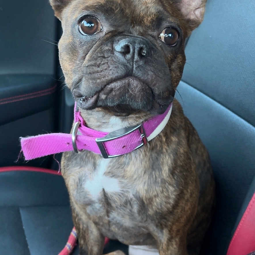 Tara participe au concours pour gagner de l'argent avec cette photo : accessories, animal, belt, boxer, bulldog, canine, cushion, dog, formalwear, frenchbulldog, harness, homedecor, hound, leash, pet, pitbull, pug, puppy, strap, tie