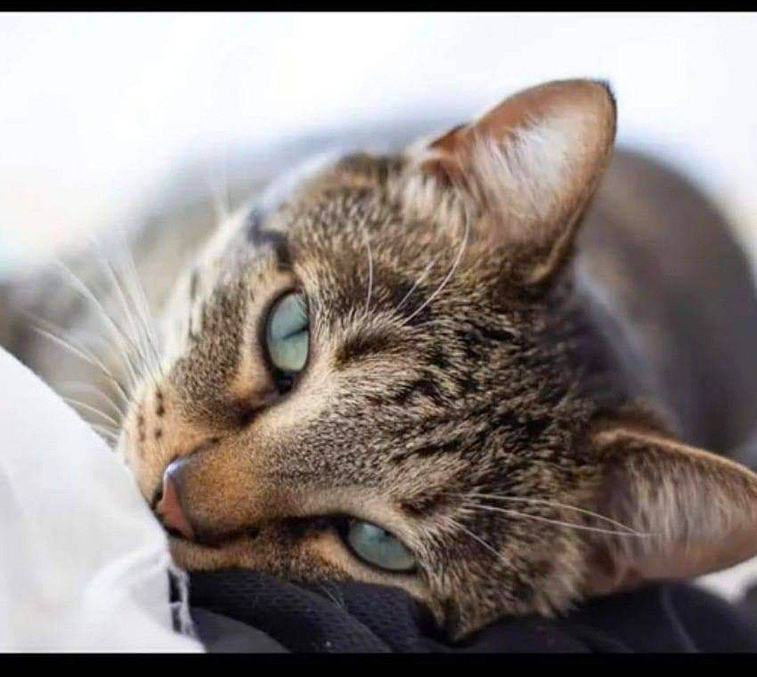 Oscar a rejoint le concours — aidez-le/la à gagner de superbes lots ! carnivore, cat, comfort, domestic_short_haired_cat, ear, felidae, fur, paw, small_to_medium_sized_cats, snout, whiskers, wildlife