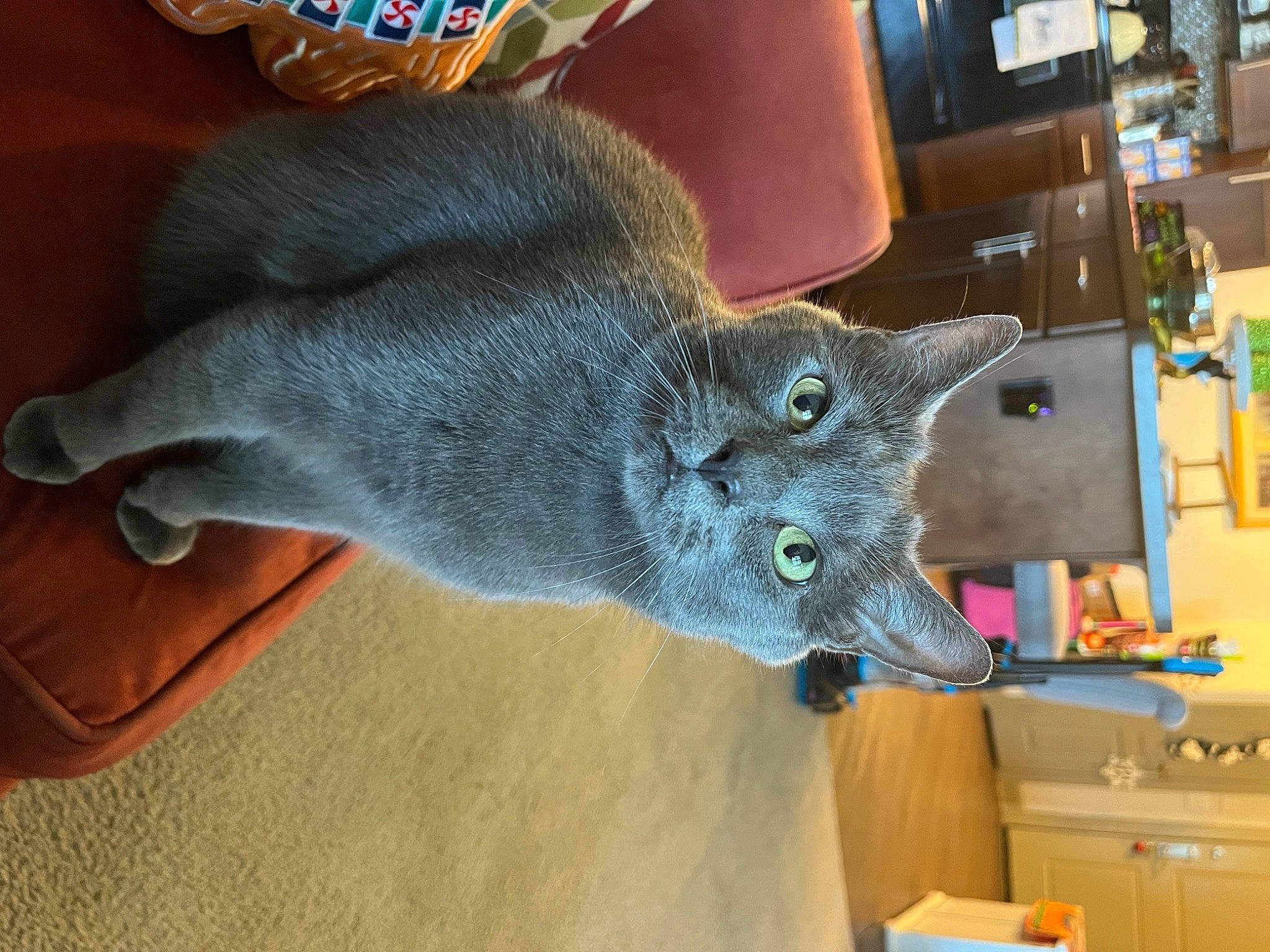 Duncan is registered to the contest to win money with this photo: art, box, carnivore, carton, cat, craft, dinosaur, domestic_short_haired_cat, fashion_accessory, felidae, fur, grey, headgear, russian_blue, shipping_box, small_to_medium_sized_cats, snout, tail, whiskers