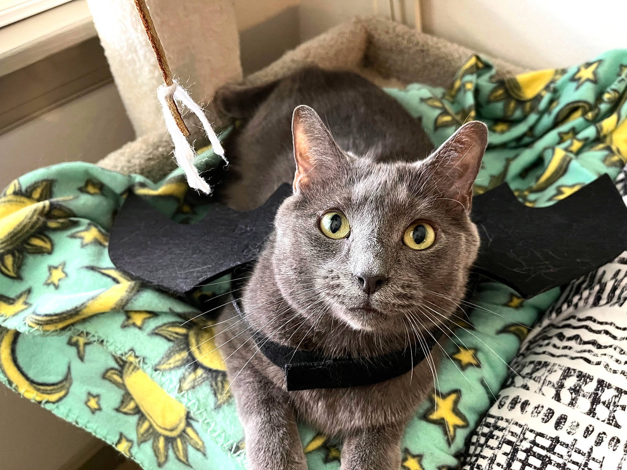 Duncan is registered to the contest to win money with this photo: black_cat, box, carnivore, cat, cat_bed, cat_supply, comfort, domestic_short_haired_cat, felidae, fur, grey, russian_blue, small_to_medium_sized_cats, snout, tail, whiskers