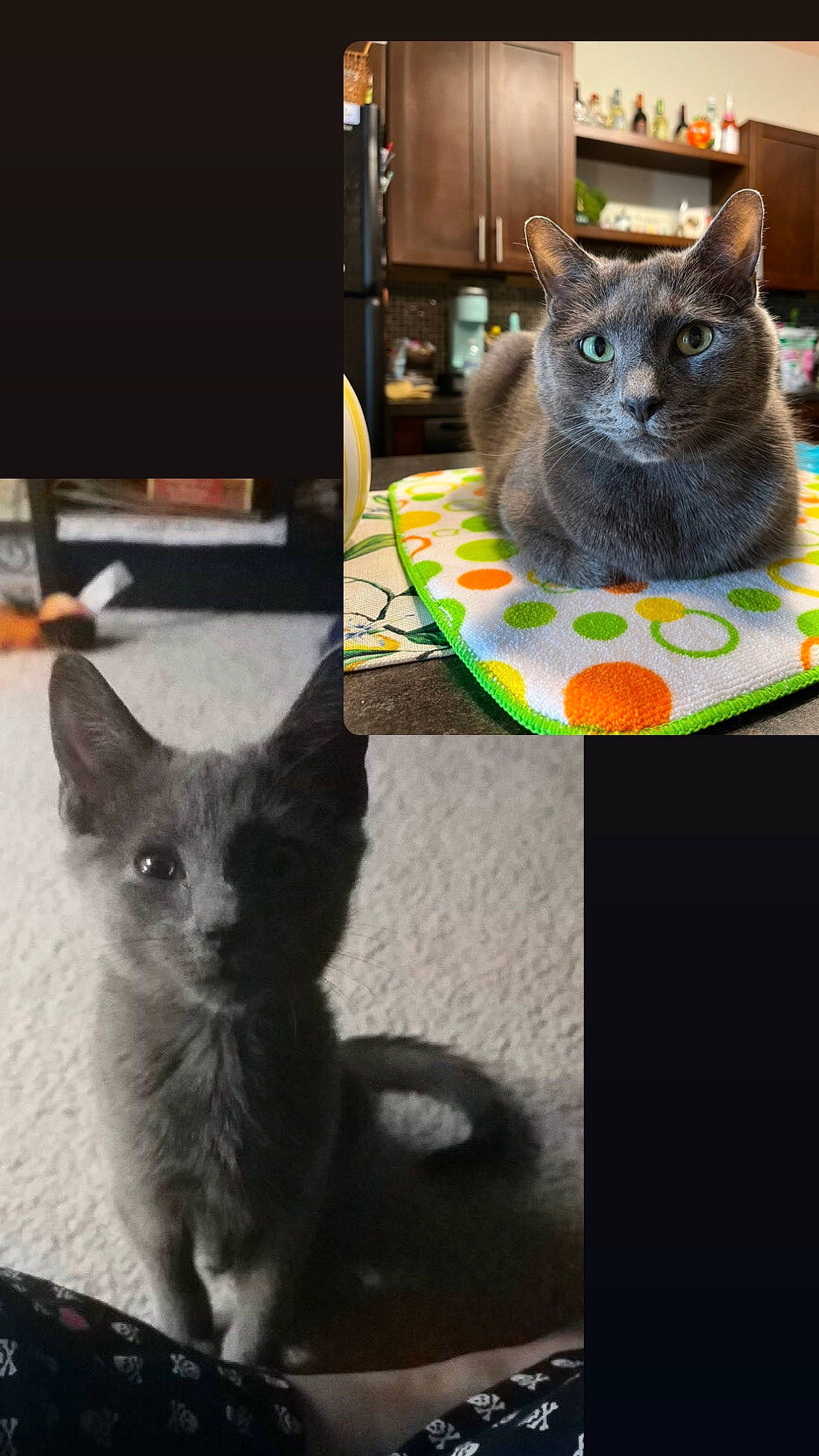 Duncan is registered to the contest to win money with this photo: art, black_cat, carnivore, cat, cat_supply, claw, domestic_short_haired_cat, felidae, fur, grey, paw, pet_supply, photo_caption, russian_blue, small_to_medium_sized_cats, snout, tail, vegetable, whiskers