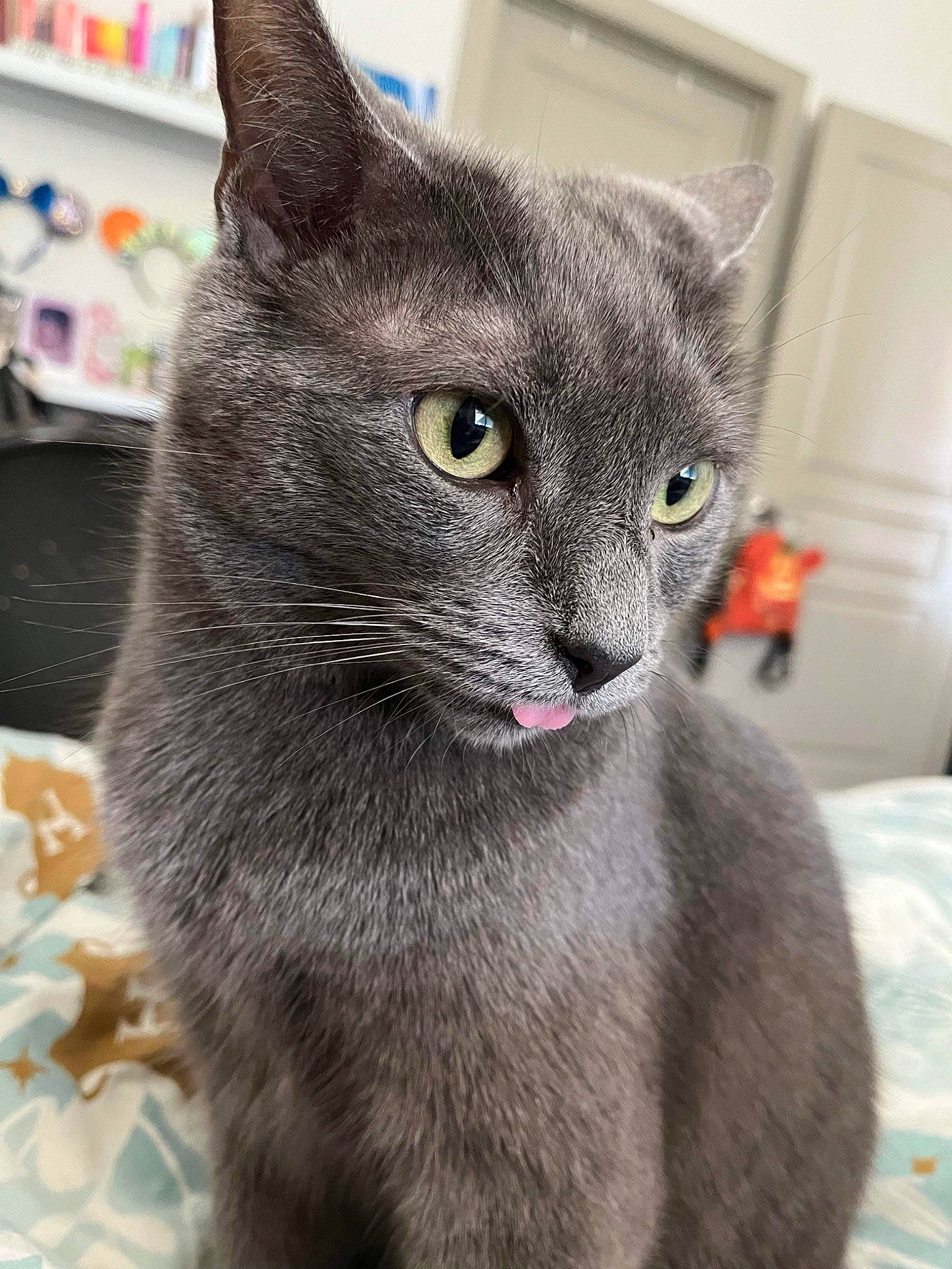 Duncan is registered to the contest to win money with this photo: carnivore, cat, domestic_short_haired_cat, felidae, fur, grey, russian_blue, small_to_medium_sized_cats, snout, terrestrial_animal, whiskers, window