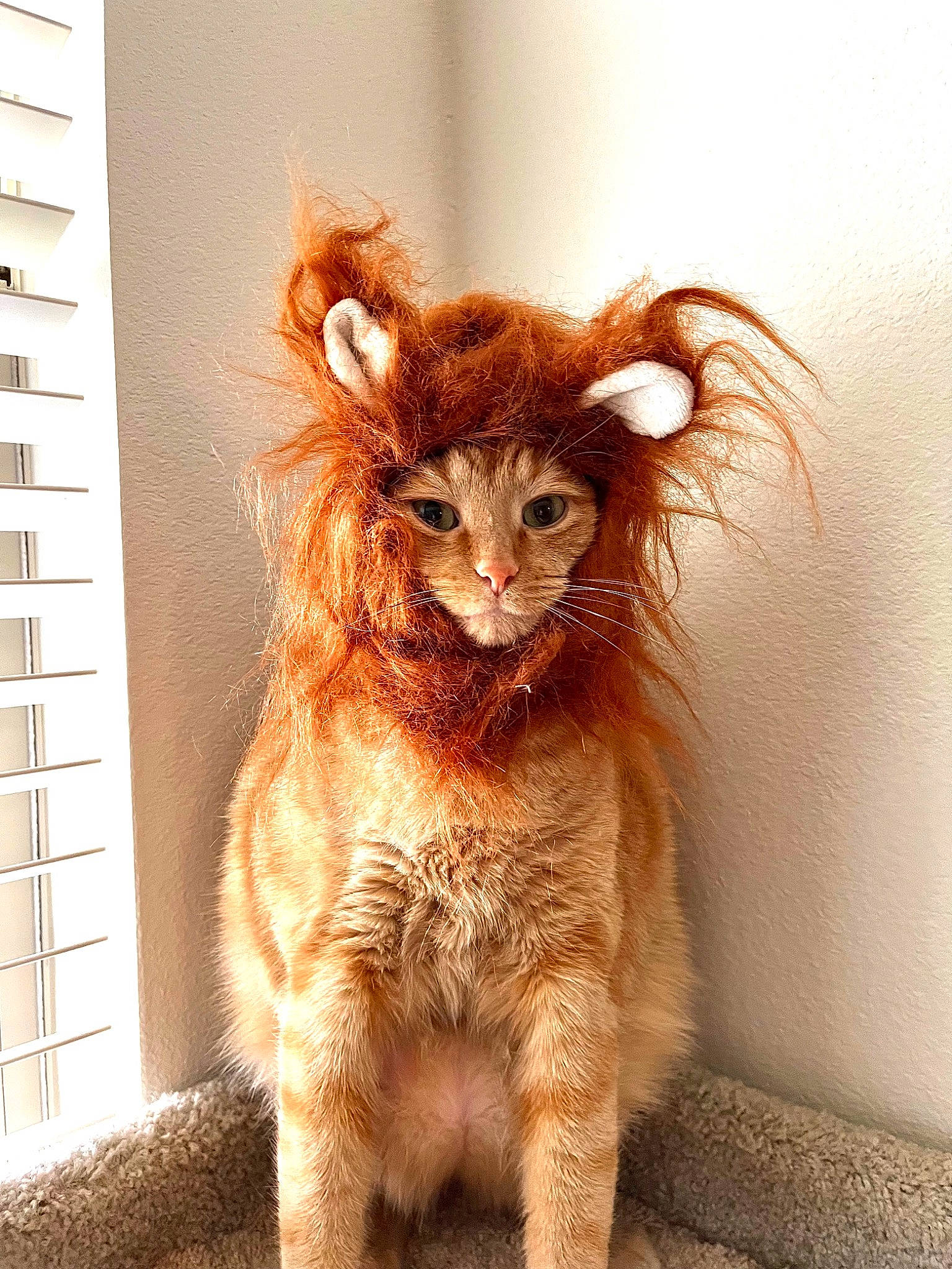 Alex is registered to the contest to win money with this photo: canidae, carnivore, cat, claw, fawn, felidae, flooring, fur, glasses, liver, paw, peach, small_to_medium_sized_cats, snout, tail, terrestrial_animal, toy, whiskers, window