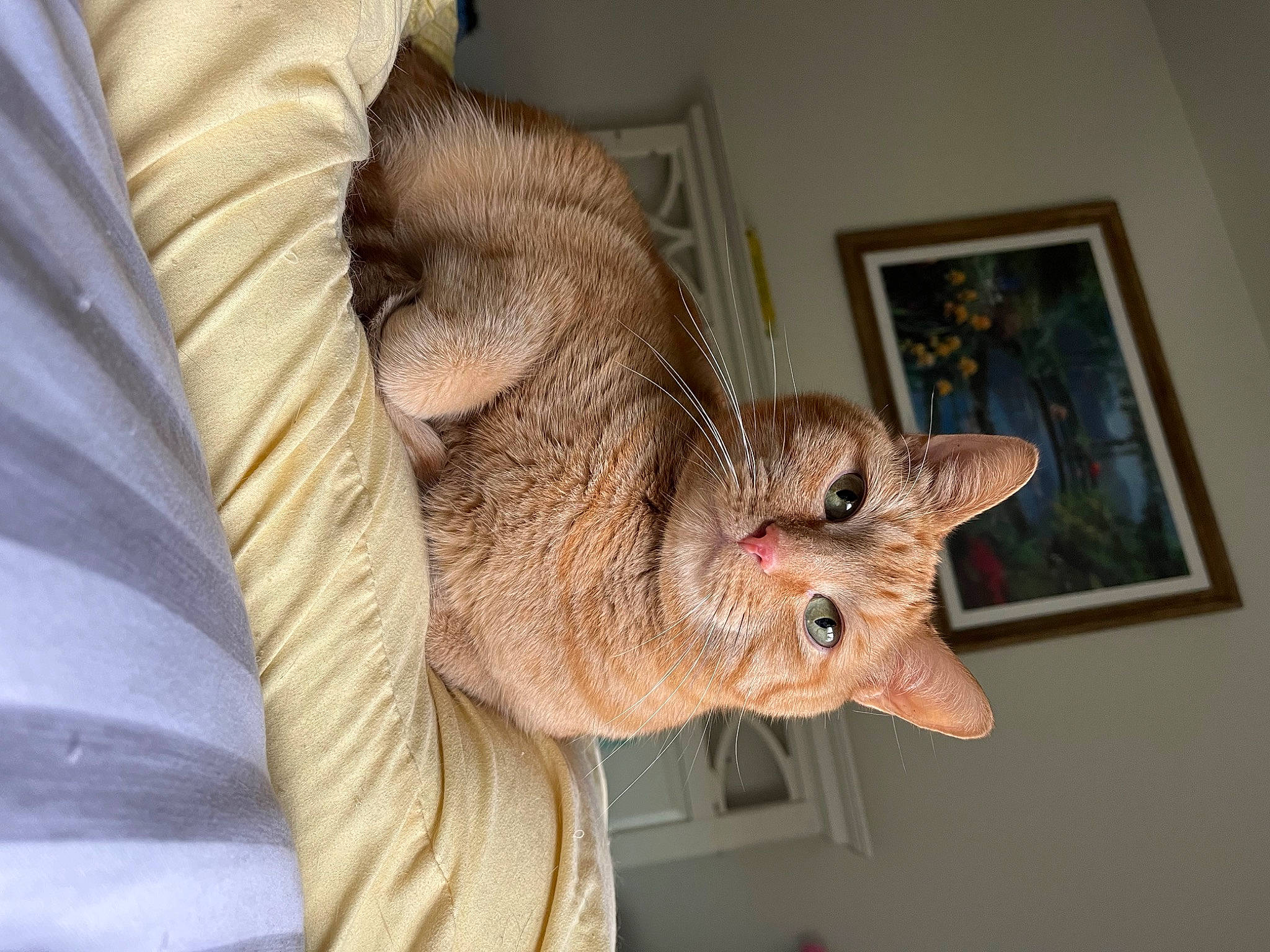 Alex is registered to the contest to win money with this photo: art, carnivore, cat, claw, comfort, domestic_short_haired_cat, fawn, felidae, fur, paw, picture_frame, small_to_medium_sized_cats, snout, tail, thread, whiskers, wood, wool