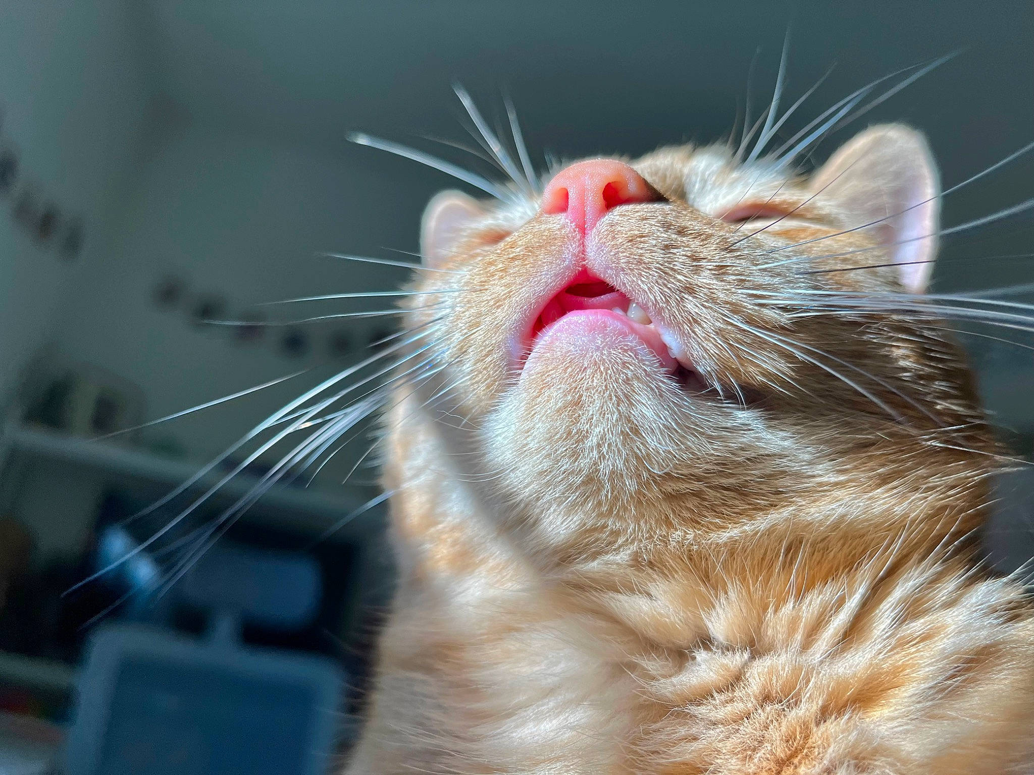 Alex joined the competition — help win amazing prizes! carnivore, cat, claw, close_up, comfort, domestic_short_haired_cat, ear, felidae, fur, nap, paw, sleep, small_to_medium_sized_cats, snout, whiskers